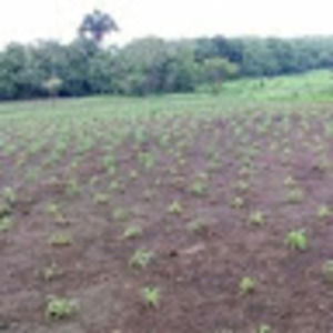 Meet your Posher, Manuel